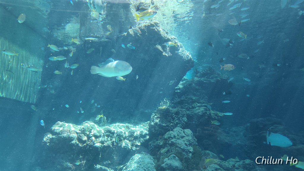 沖縄美ら海水族館
